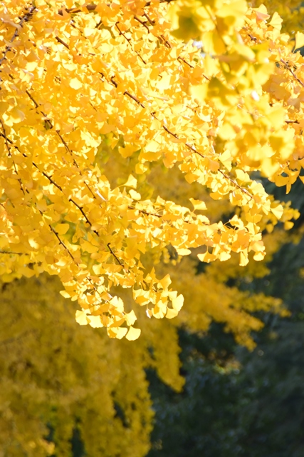 f:id:ikazuti-d:20141123151917j:image