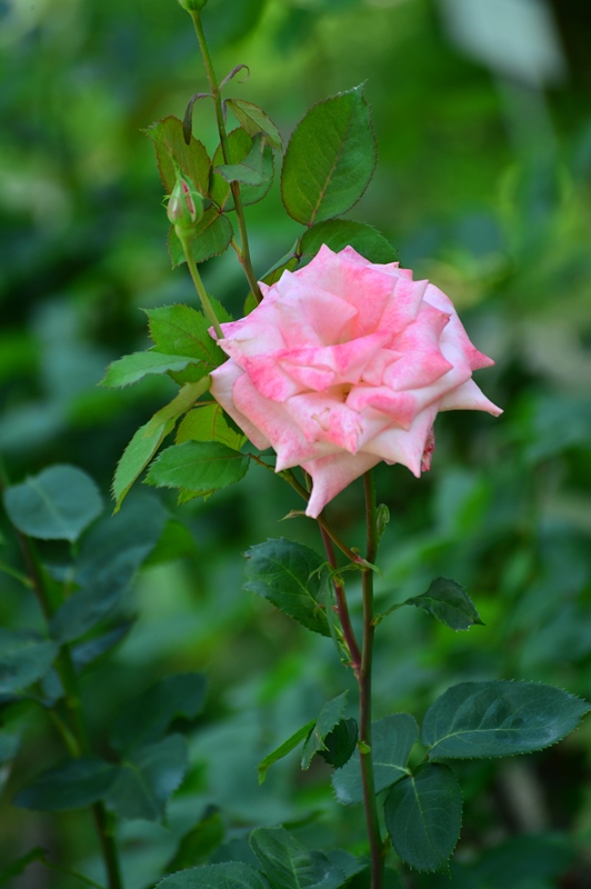 f:id:ikazuti-d:20150601104237j:image