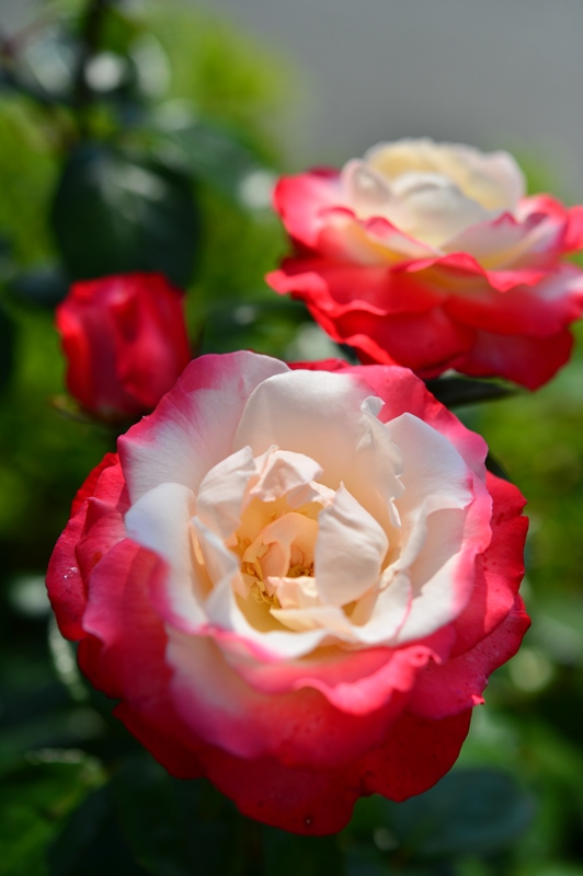 f:id:ikazuti-d:20150601110111j:image