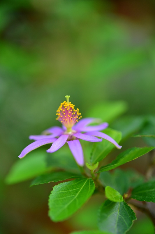f:id:ikazuti-d:20150620153947j:image