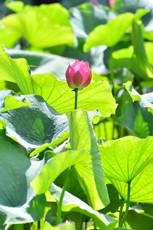 f:id:ikazuti-d:20150715085813j:image