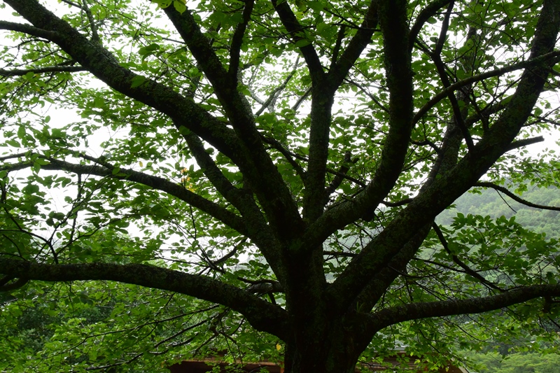 f:id:ikazuti-d:20150717131411j:image
