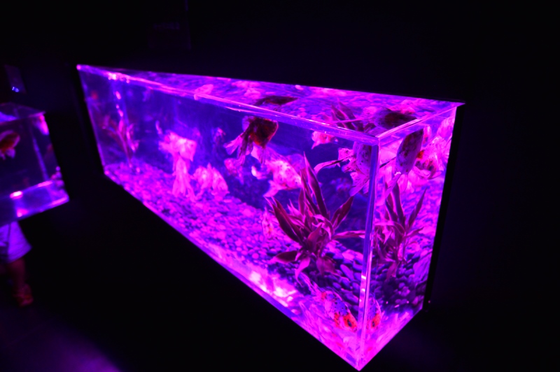 f:id:ikazuti-d:20150726113844j:image