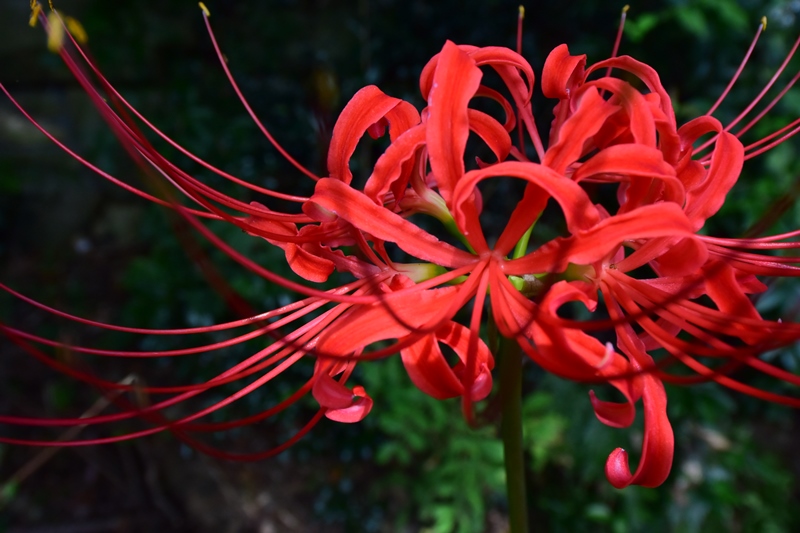 f:id:ikazuti-d:20150914104931j:image
