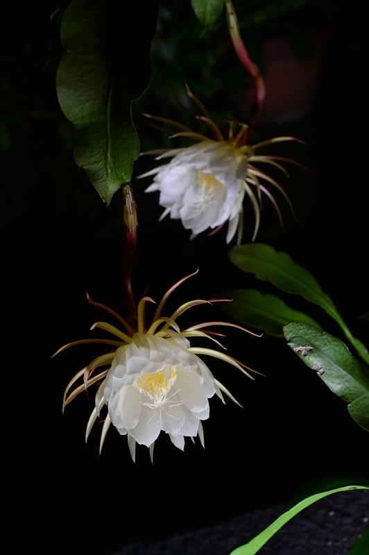 f:id:ikazuti-d:20150922202110j:image