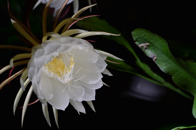 f:id:ikazuti-d:20150922202512j:image