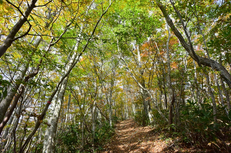 f:id:ikazuti-d:20151022111316j:image f:id:ikazuti-d:20151022111316j:image