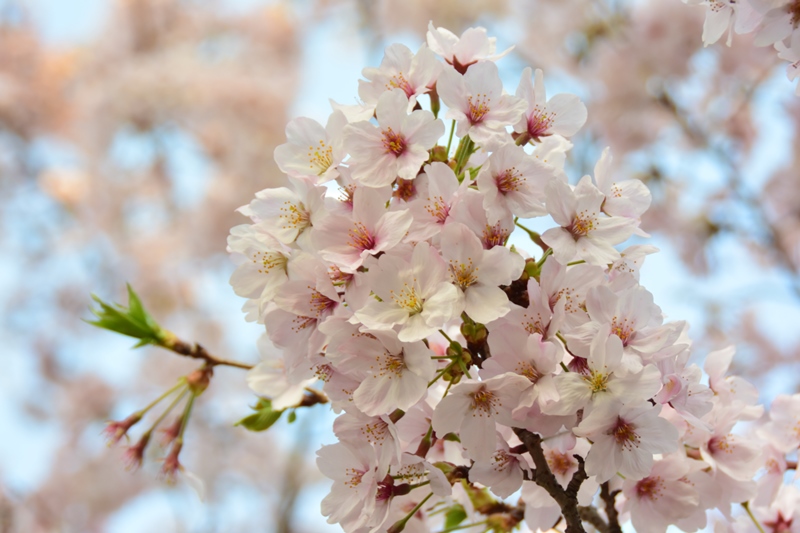 f:id:ikazuti-d:20160405062404j:image