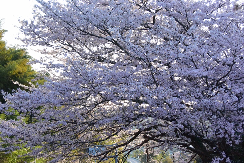 f:id:ikazuti-d:20160405062904j:image