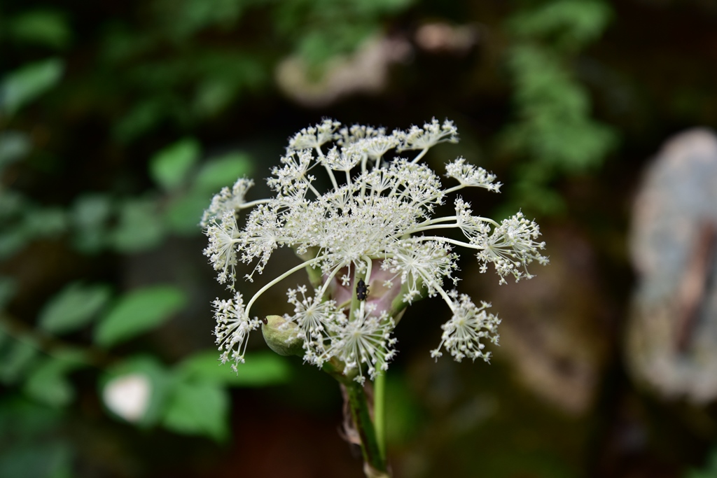 f:id:ikazuti-d:20160805110741j:image f:id:ikazuti-d:20160805110741j:image