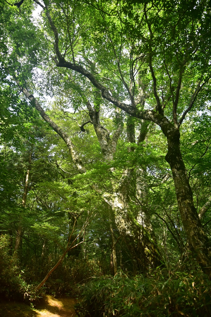 f:id:ikazuti-d:20160817145515j:image f:id:ikazuti-d:20160817145515j:image