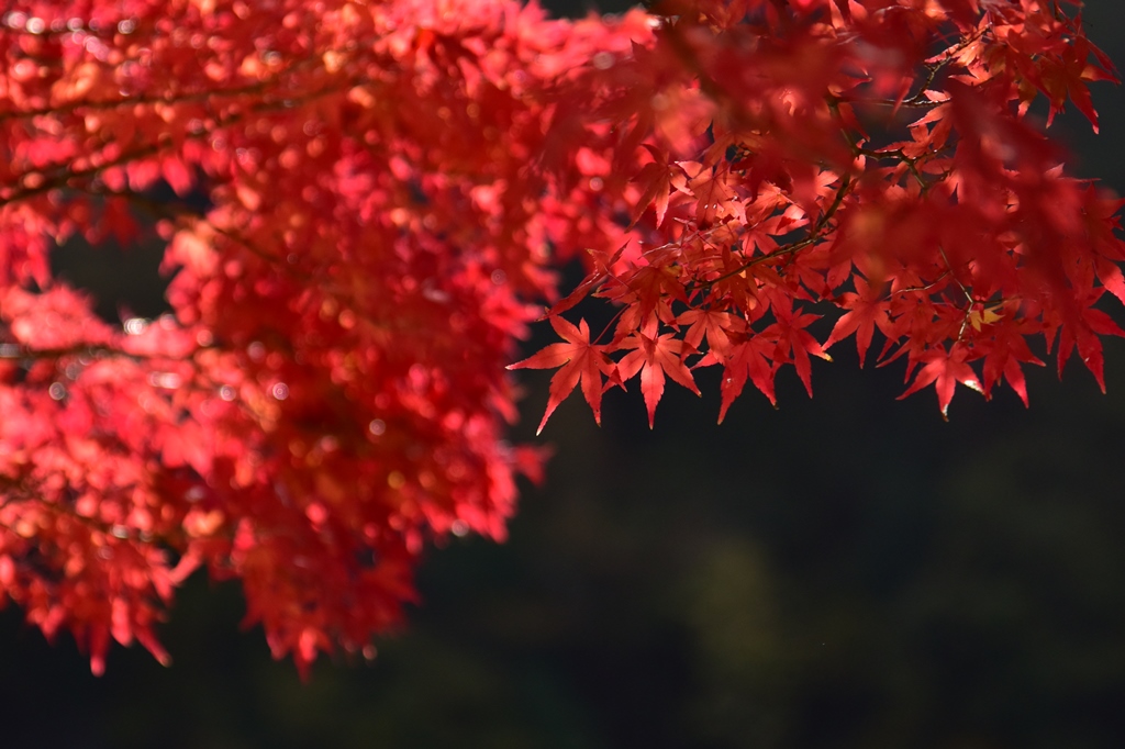 f:id:ikazuti-d:20171115095046j:image