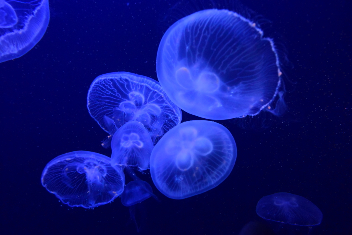 f:id:ikazuti-d:20171126142514j:image