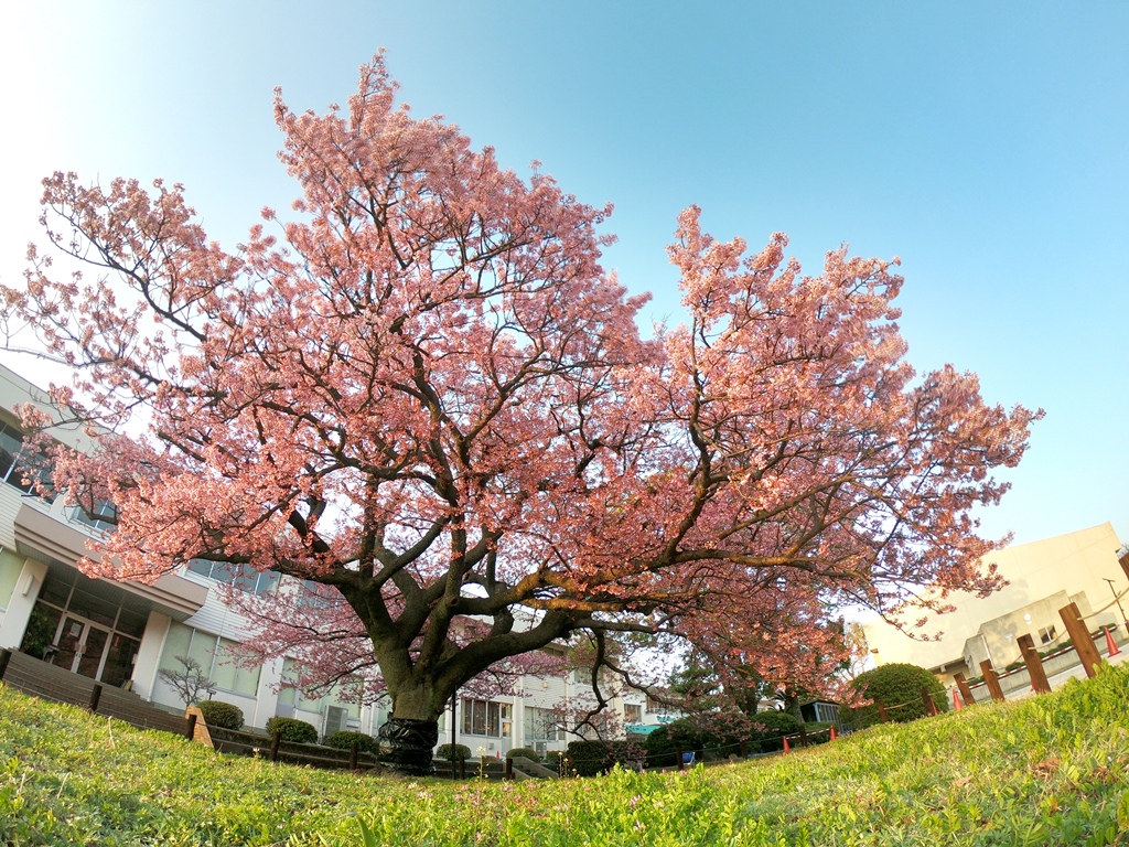 f:id:ikazuti-d:20180324174231j:image