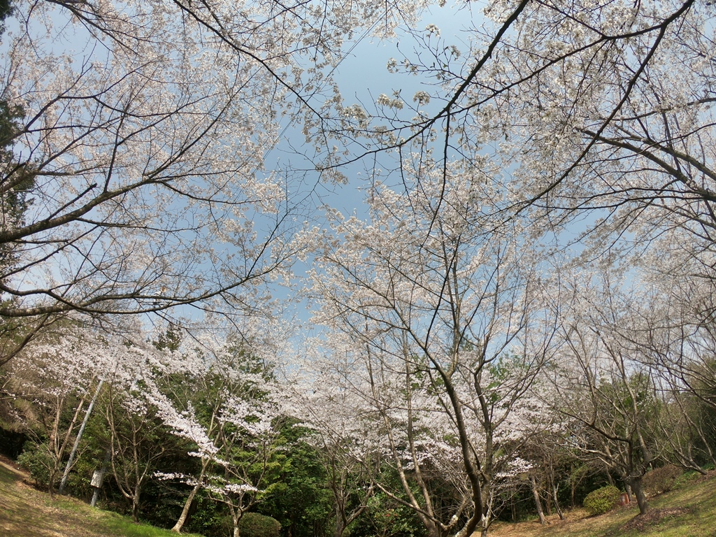 f:id:ikazuti-d:20180329105541j:image