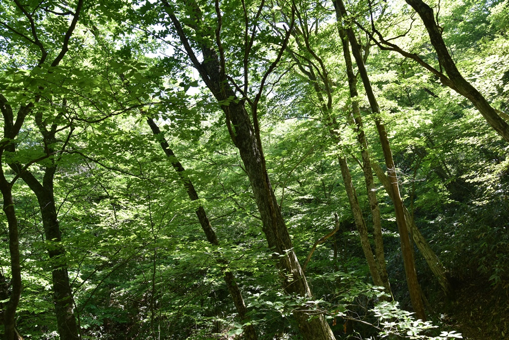 f:id:ikazuti-d:20180601100218j:image