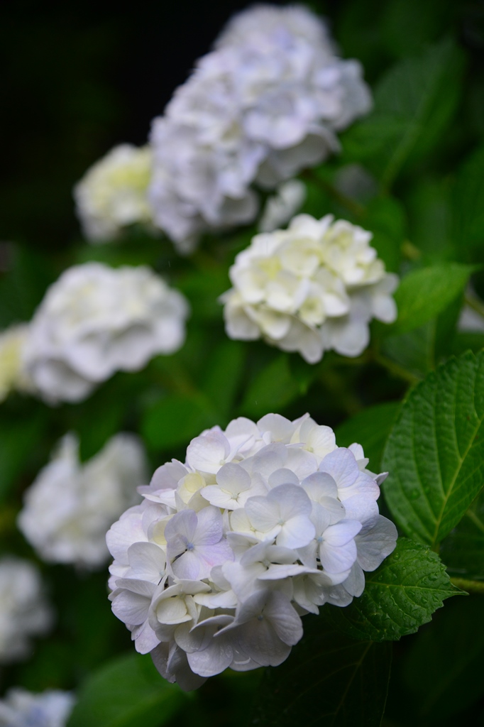 f:id:ikazuti-d:20180611093116j:image