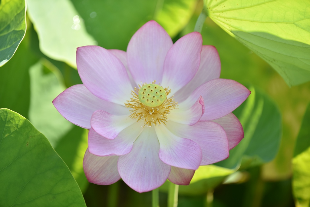 f:id:ikazuti-d:20180724084153j:plain f:id:ikazuti-d:20180724084153j:plain