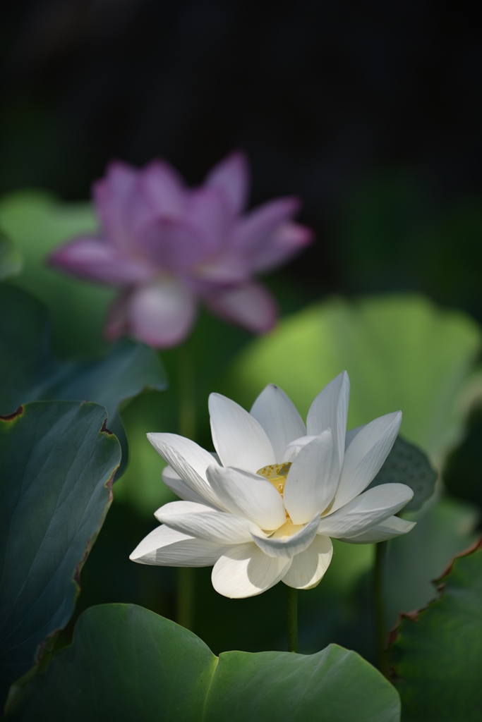 f:id:ikazuti-d:20180724084917j:image