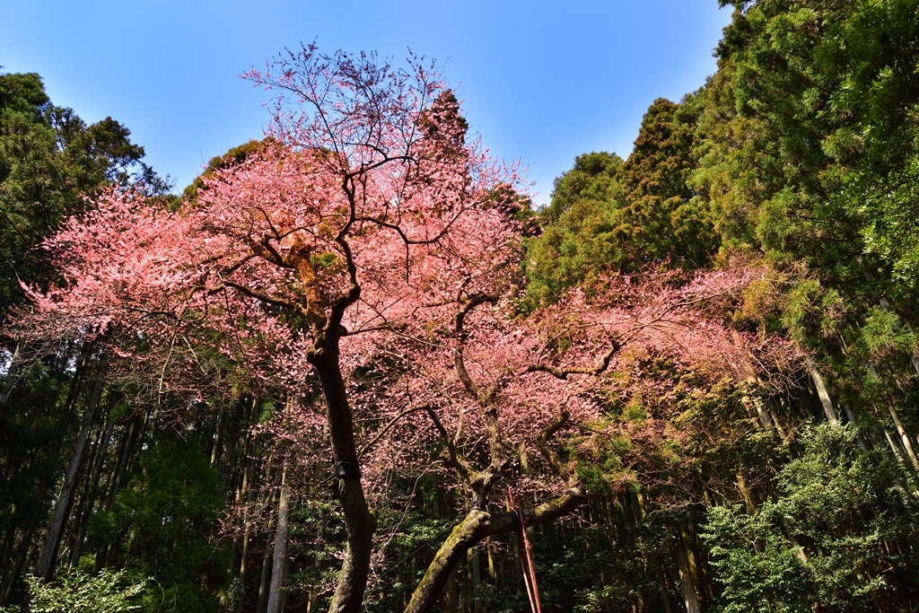 f:id:ikazuti-d:20190327135459j:plain f:id:ikazuti-d:20190327135459j:plain
