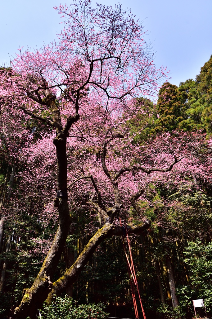 f:id:ikazuti-d:20190327135520j:plain f:id:ikazuti-d:20190327135520j:plain