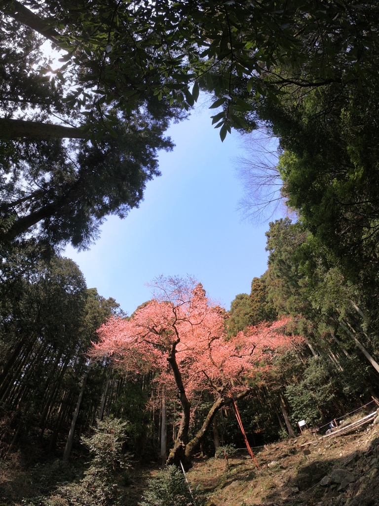 f:id:ikazuti-d:20190327141916j:plain f:id:ikazuti-d:20190327141916j:plain