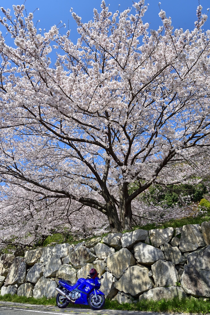 f:id:ikazuti-d:20190404135436j:plain