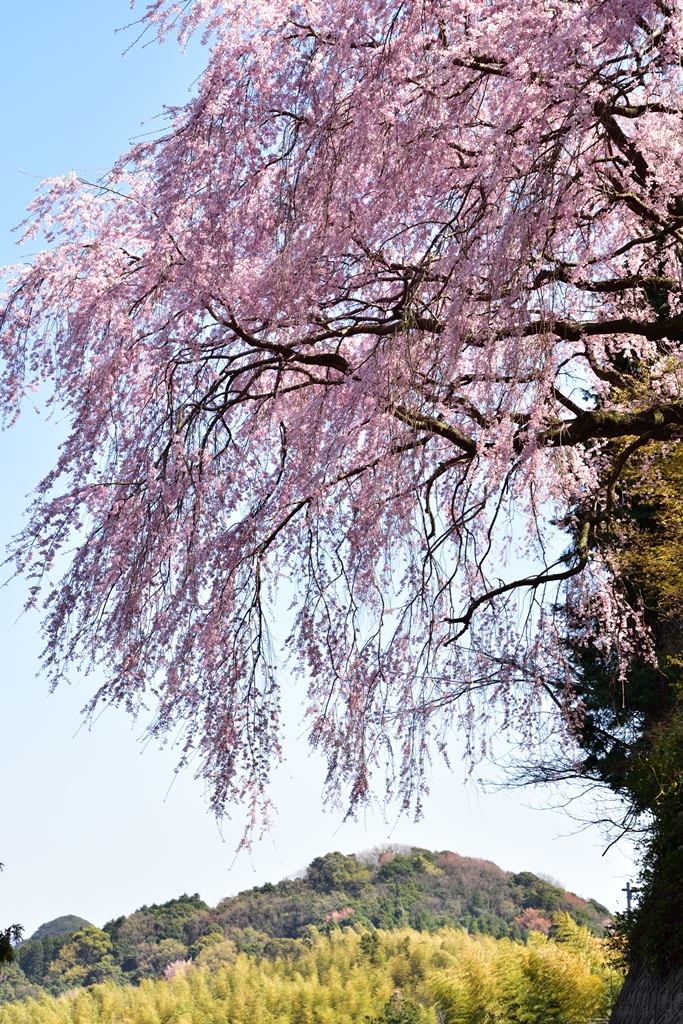f:id:ikazuti-d:20190404141715j:plain