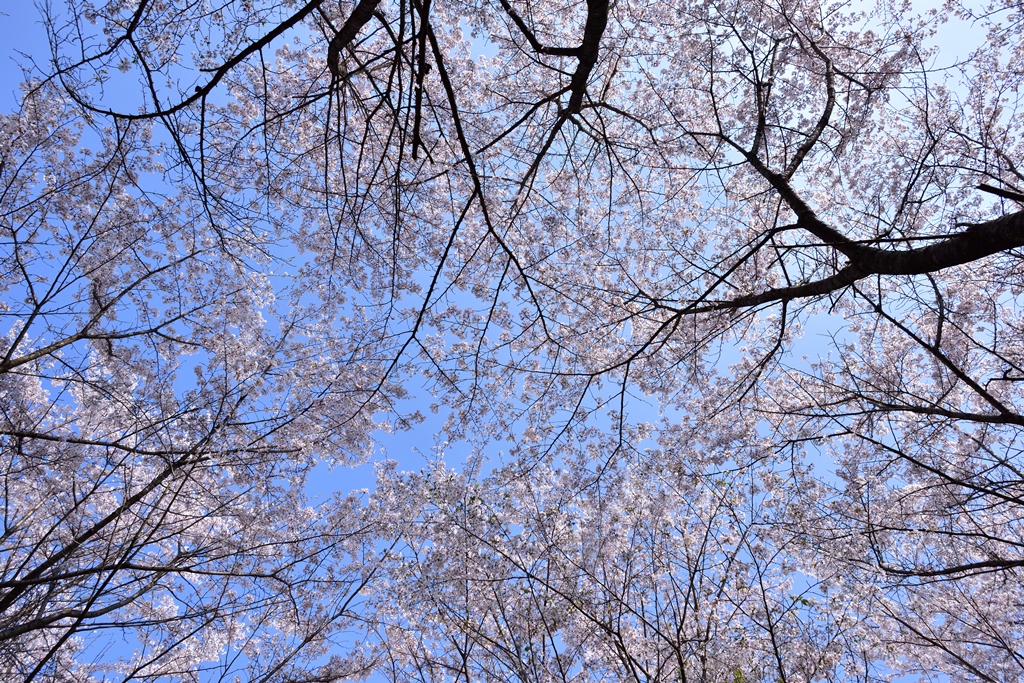 f:id:ikazuti-d:20190406092949j:plain