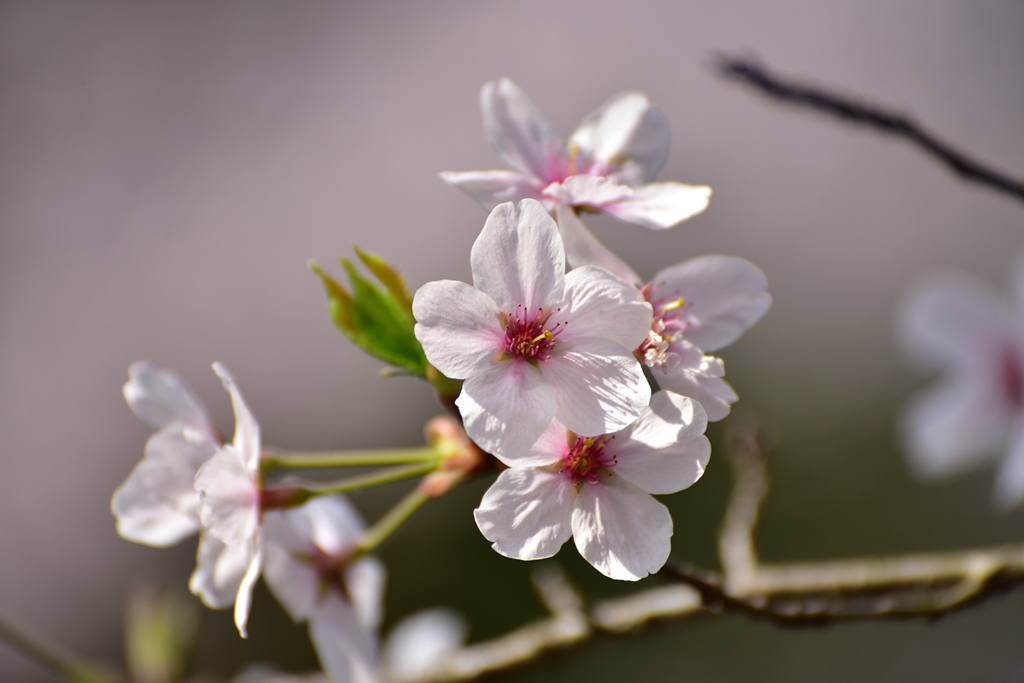 f:id:ikazuti-d:20190406093406j:plain