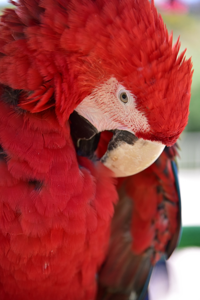 f:id:ikazuti-d:20190412130511j:plain