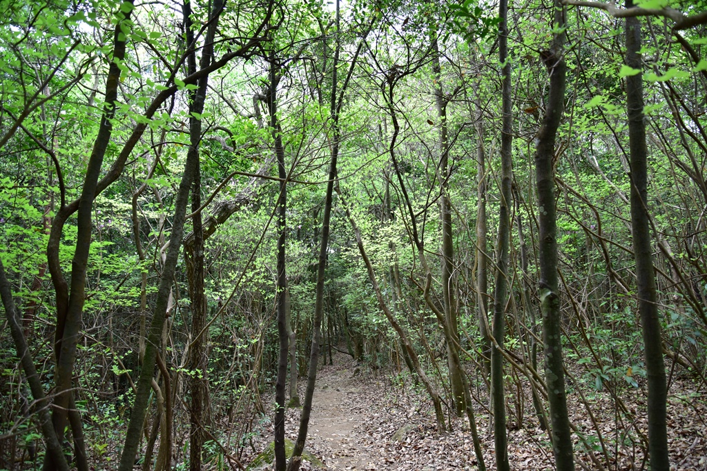 f:id:ikazuti-d:20190419110709j:plain f:id:ikazuti-d:20190419110709j:plain