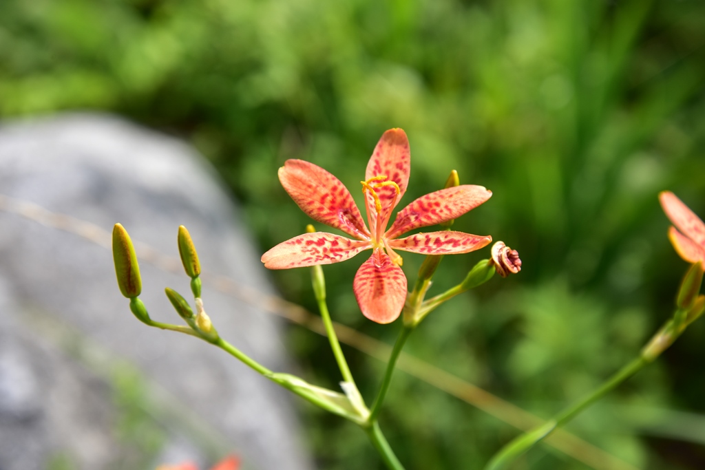 f:id:ikazuti-d:20190726100620j:plain