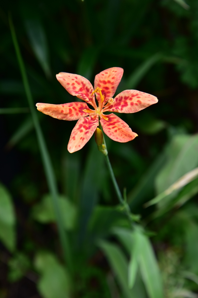 f:id:ikazuti-d:20190726121126j:plain