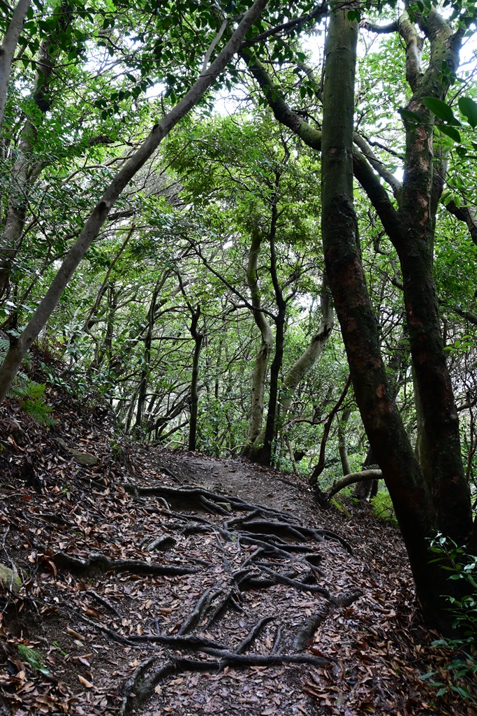 f:id:ikazuti-d:20200213105450j:plain
