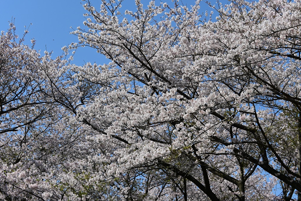 f:id:ikazuti-d:20200404145119j:plain