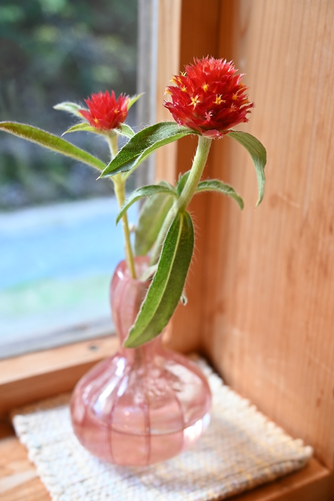 f:id:ikazuti-d:20201109114143j:plain