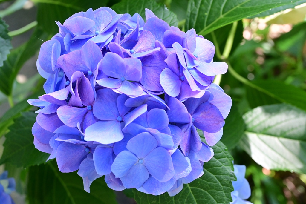 大輪の紫陽花 - 蒼天遊々な旅