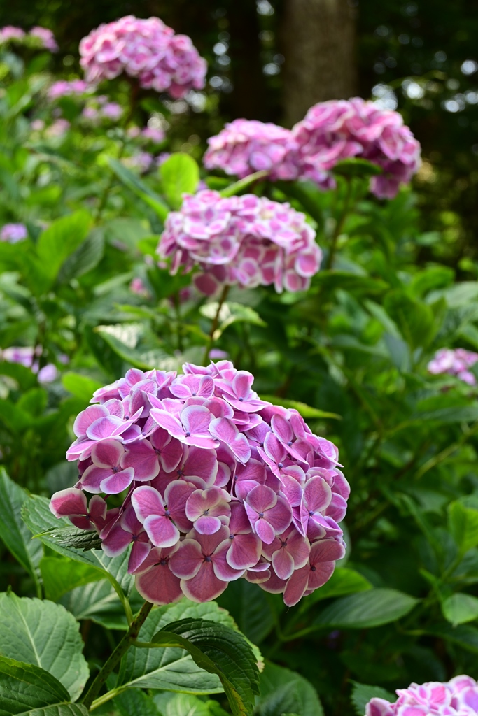 大輪の紫陽花 - 蒼天遊々な旅