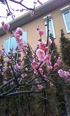 f:id:ike-dai:20090211144524j:image
