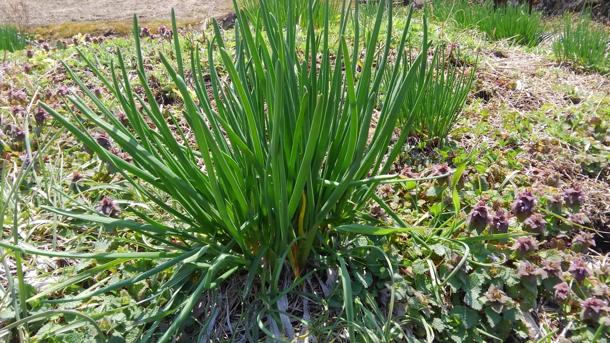 f:id:ikebara:20200412012446j:plain f:id:ikebara:20200412012446j:plain