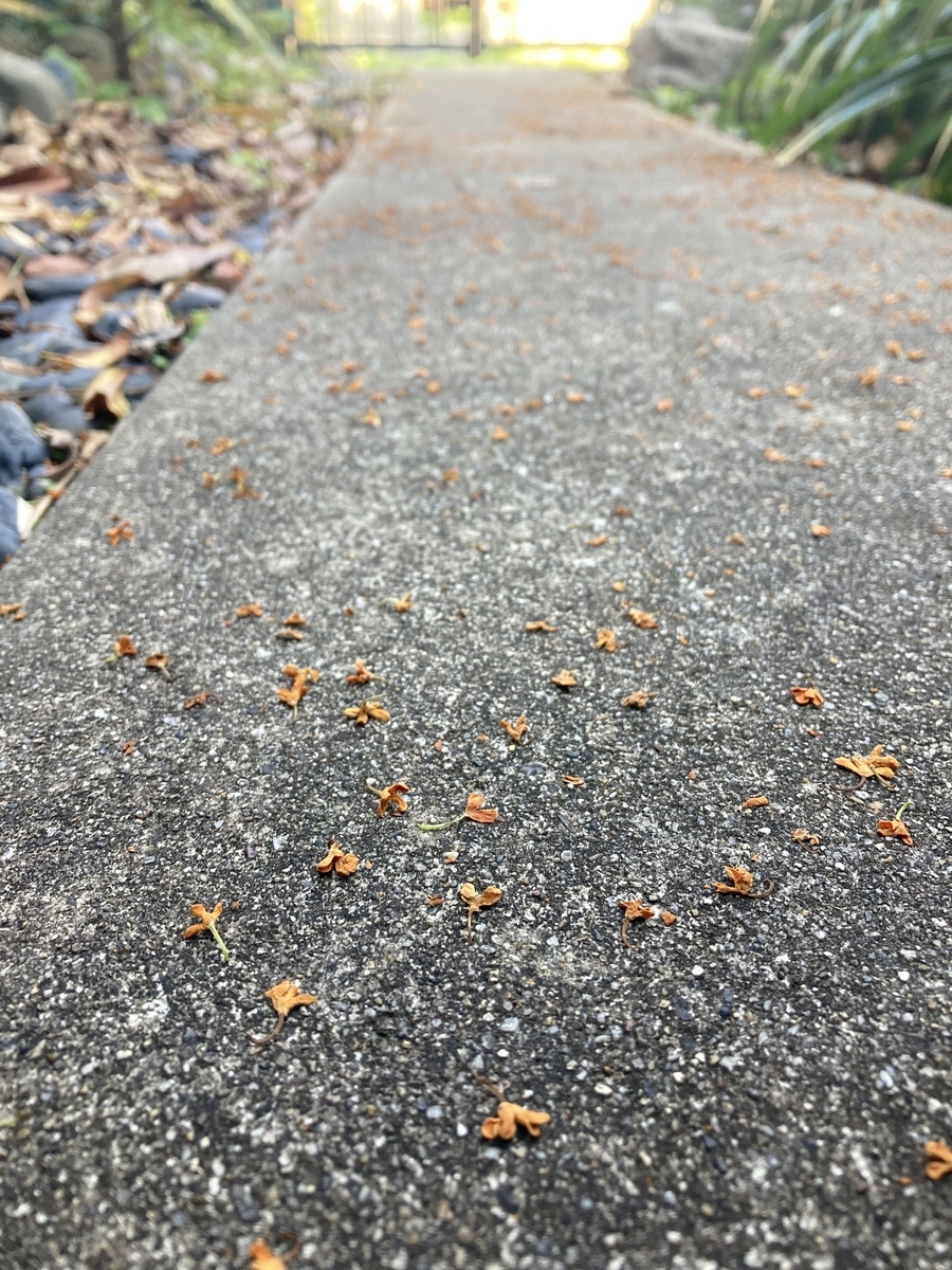 f:id:ikedaartplanet:20211115180154j:plain