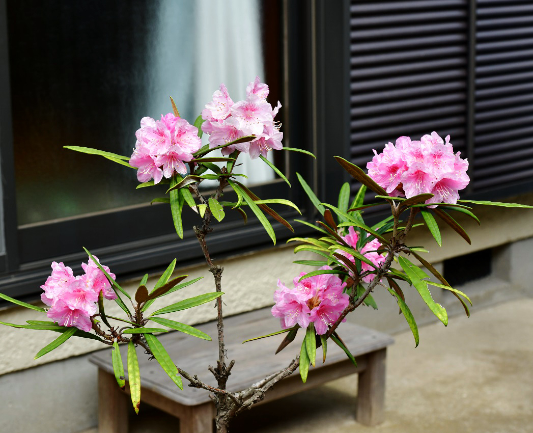 f:id:ikegon4547:20190421225330j:plain f:id:ikegon4547:20190421225330j:plain