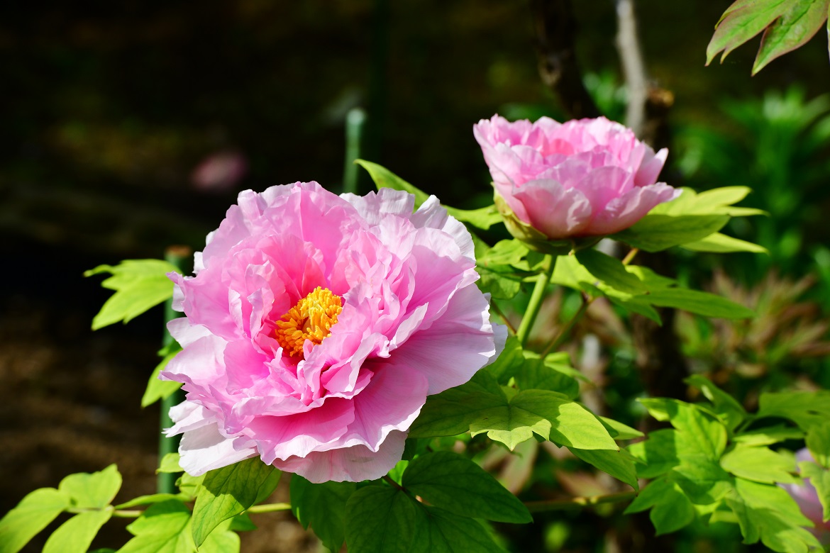 f:id:ikegon4547:20190421225355j:plain f:id:ikegon4547:20190421225355j:plain