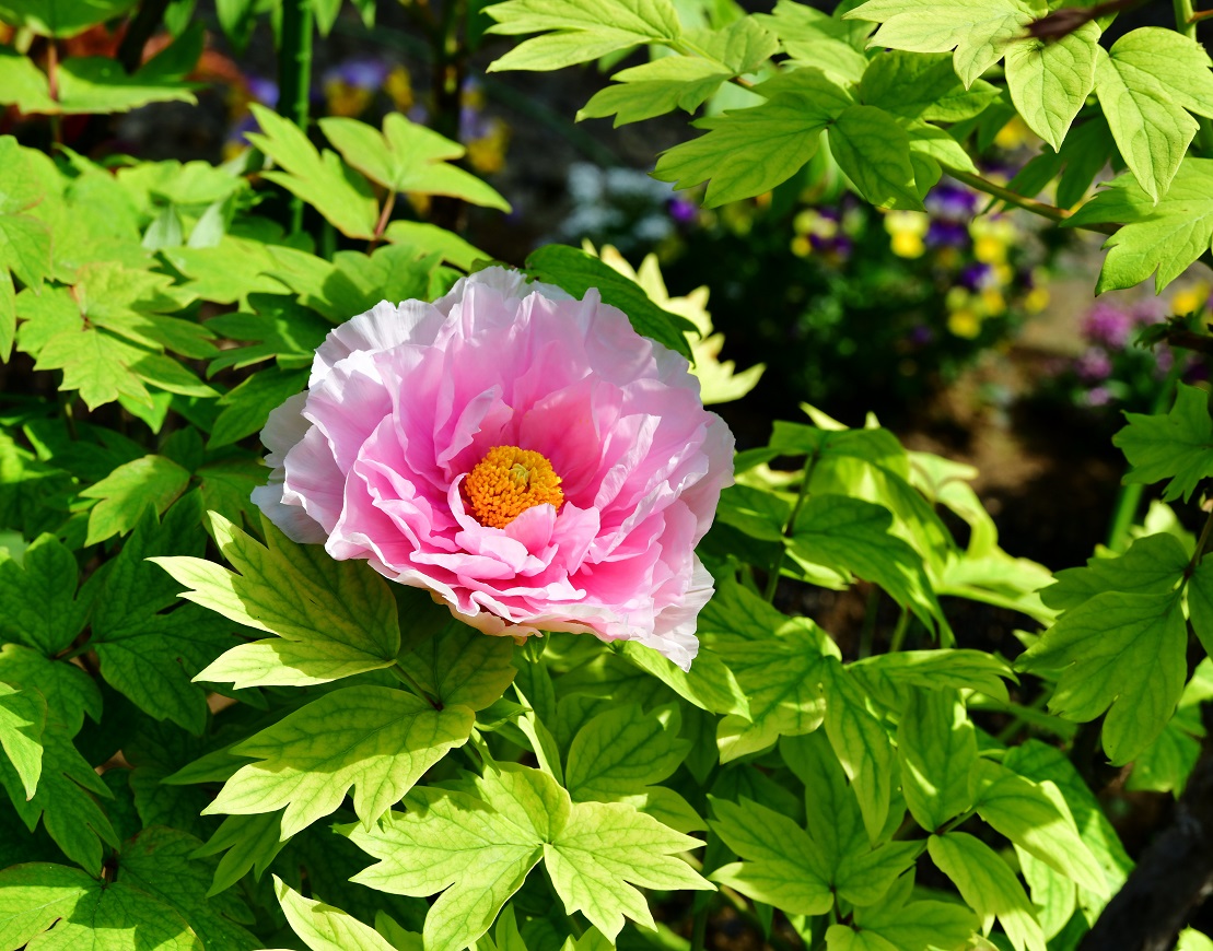 f:id:ikegon4547:20190421225416j:plain f:id:ikegon4547:20190421225416j:plain