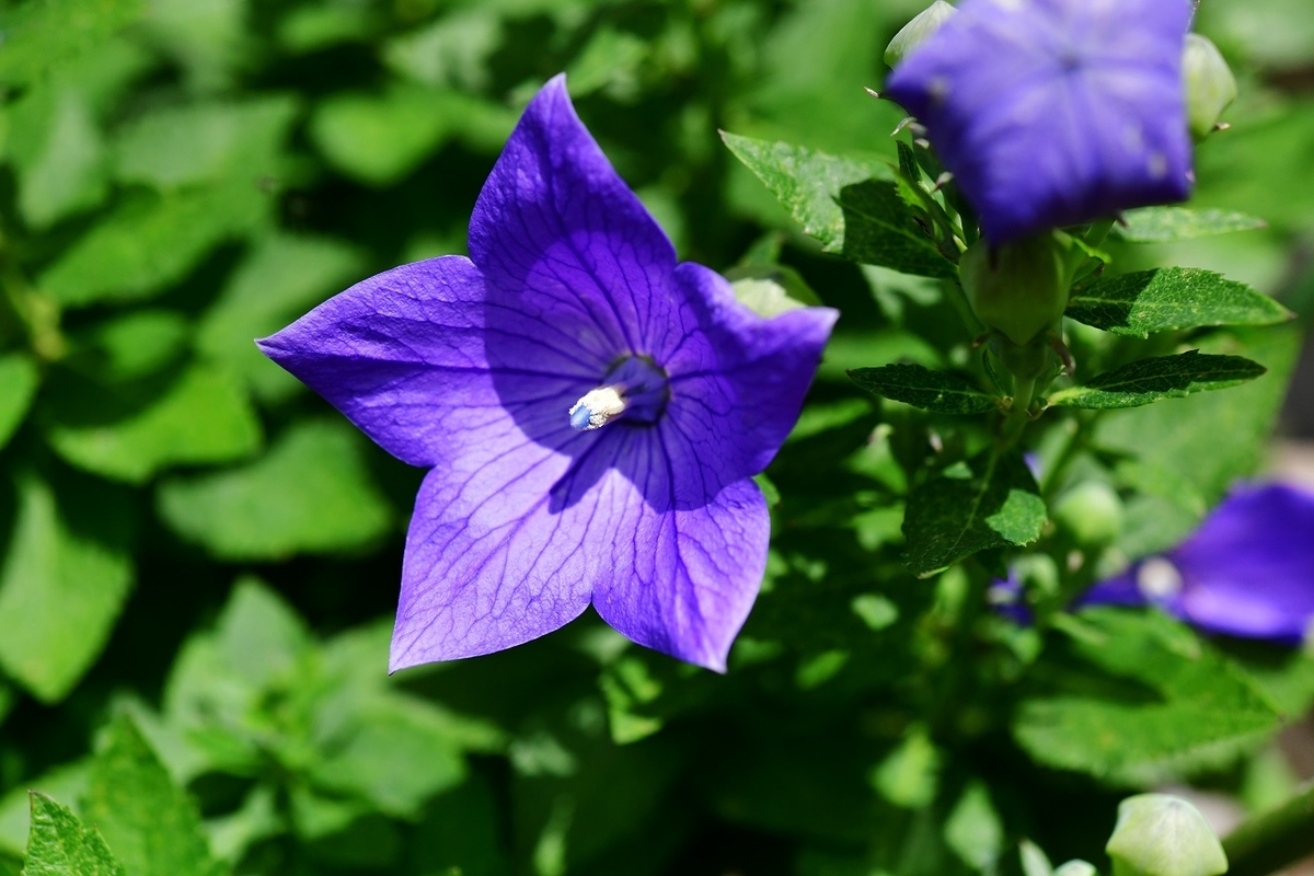 f:id:ikegon4547:20190615193014j:plain