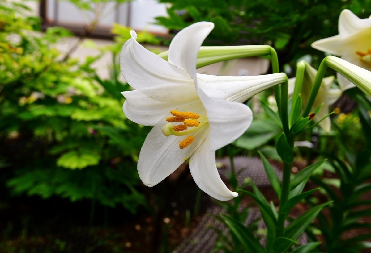f:id:ikegon4547:20190619213915j:plain