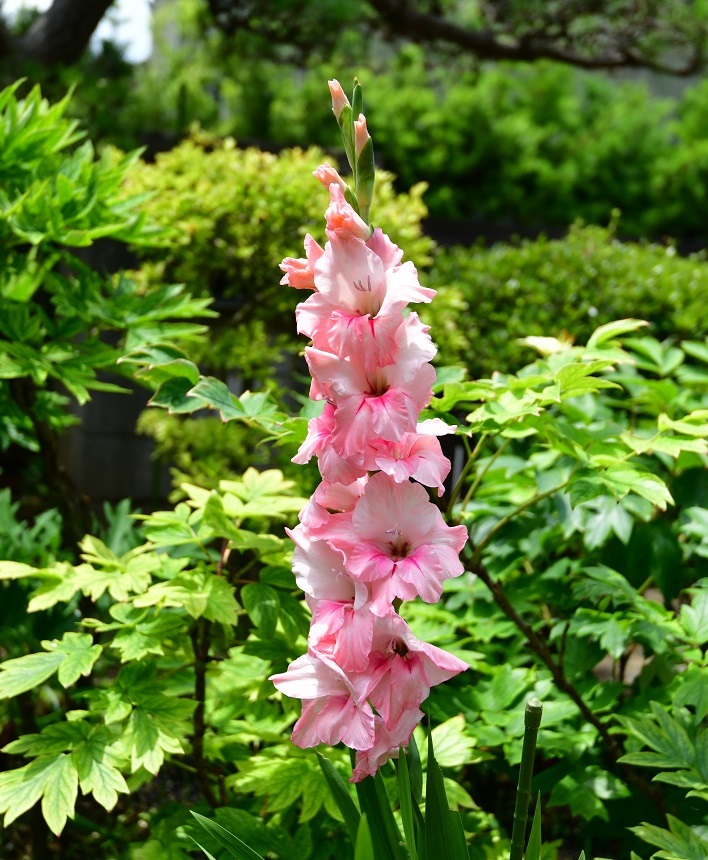 f:id:ikegon4547:20190707224724j:plain