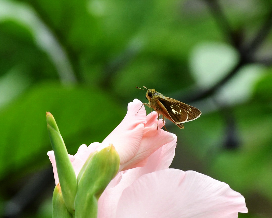 f:id:ikegon4547:20190716223627j:plain
