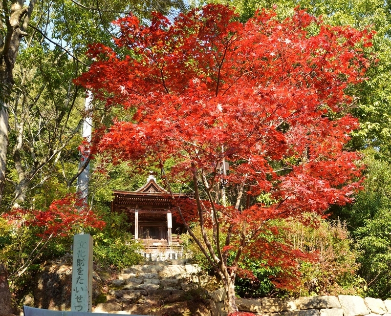 イメージ 12